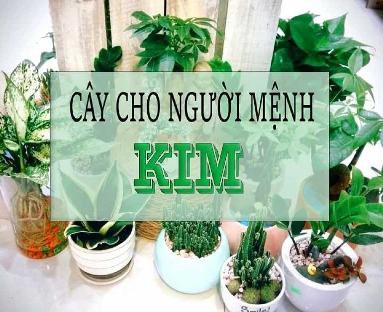 Mệnh kim hợp cây gì trong phong thủy mang lại may mắn?