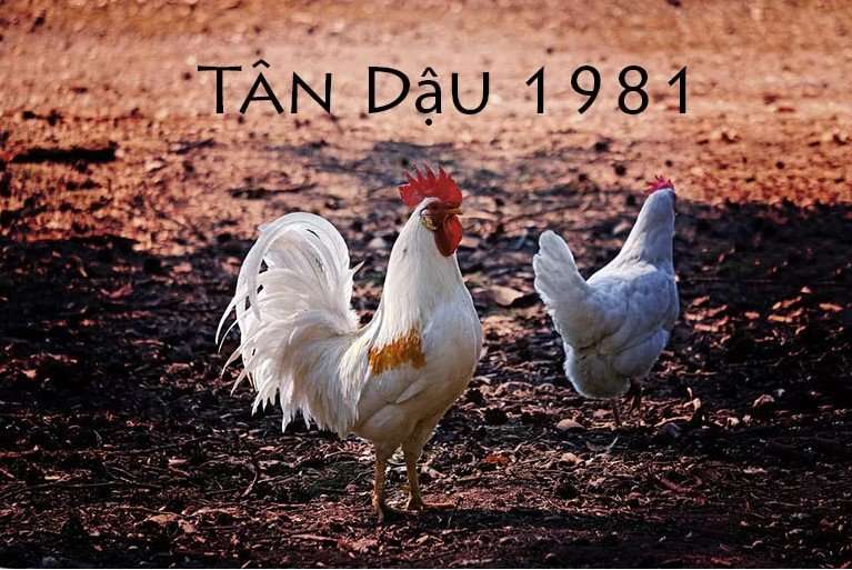 Nam 1981 hợp tuổi nào? Nam Tân Dậu hợp vợ tuổi nào?
