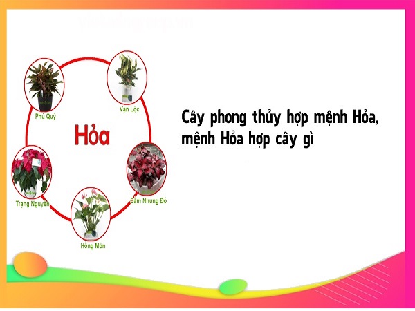Mệnh hỏa hợp cây gì? Top 10 cây phong thủy cho người mệnh Hỏa