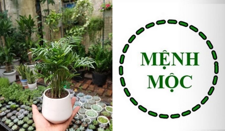 Mệnh mộc hợp cây gì? Top cây phong thủy cho mệnh Mộc?