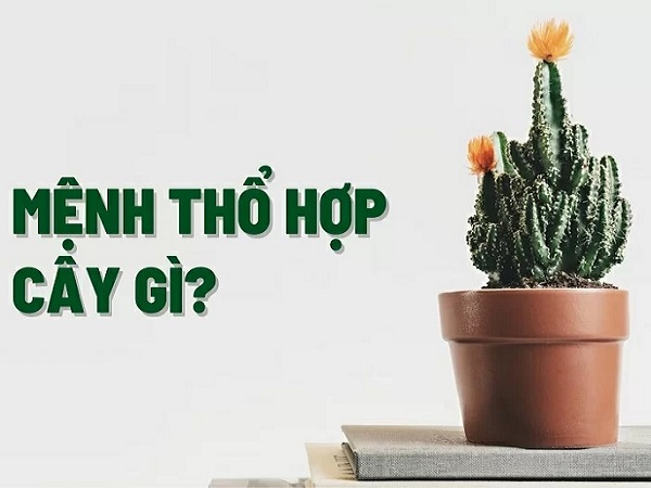 Mệnh thổ hợp cây gì? Top 8 cây mang lại may mắn cho người mệnh Thổ