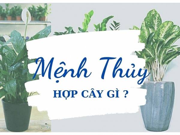 Người mệnh thủy hợp cây gì để giúp chiêu tài lộc?