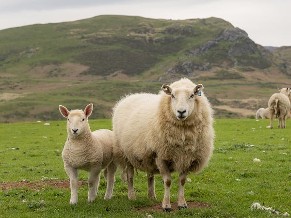 Tìm hiểu ý nghĩa giấc mơ thấy con cừu dự báo hên hay xui sắp tới?
