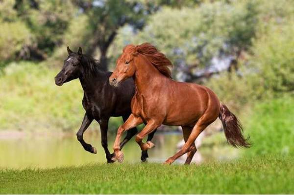 mơ thấy ngựa
