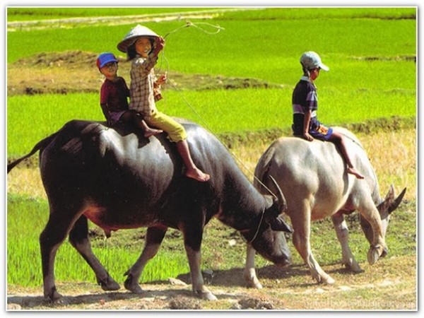 Con số may mắn liên quan đến giấc mơ thấy con trâu