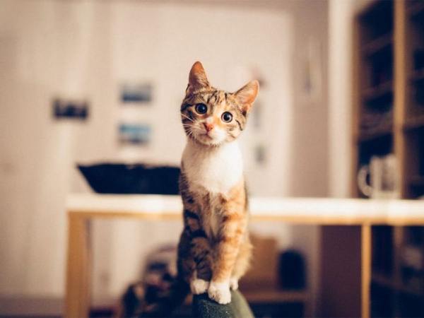 Bí quyết chọn con số may mắn tuổi Đinh Mão hôm nay